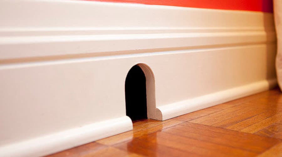 How to get rid of rodents